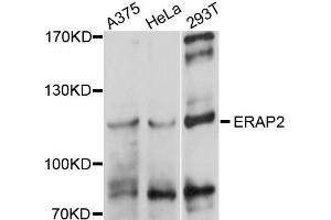 Western blot analysis of extracts of various cells, using ERAP2 antibody. (ERAP2 antibody)