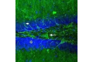 Expression of GABRA1 in rat brain - Immunohistochemical staining of rat dentate gyrus using Anti-GABA(A) α1 Receptor (extracellular)-ATTO Fluor-488 Antibody (ABIN7043184) (green).