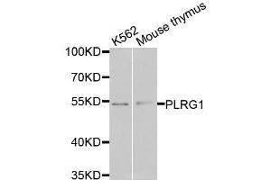 Western blot analysis of extracts of various cell lines, using PLRG1 antibody (ABIN6003654) at 1/1000 dilution. (PLRG1 antibody)