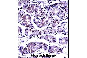 P2CB Antibody (C-term) ((ABIN657687 and ABIN2846679))immunohistochemistry analysis in formalin fixed and paraffin embedded human stomach tissue followed by peroxidase conjugation of the secondary antibody and DAB staining. (PPP2CB antibody  (C-Term))