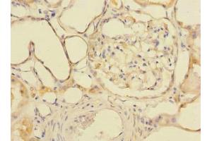 Immunohistochemistry of paraffin-embedded human kidney tissue using ABIN7154172 at dilution of 1:100 (GDPD2 antibody  (AA 210-490))