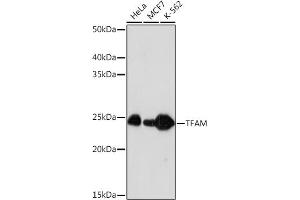 Western blot analysis of extracts of various cell lines, using TFAM Rabbit mAb (ABIN3023684, ABIN3023685, ABIN3023686, ABIN1680049 and ABIN1680050) at 1:1000 dilution.