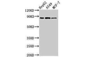 Western Blot Positive WB detected in: HepG2 whole cell lysate, A549 whole cell lysate, MCF-7 whole cell lysate All lanes: GLE1 antibody at 2.