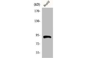 Western Blot analysis of HepG2 cells using Phospho-HSP90β (S254) Polyclonal Antibody (HSP9AB1 (pSer254) antibody)