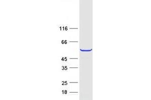 Validation with Western Blot (TEKT2 Protein (Myc-DYKDDDDK Tag))