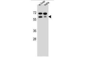 TBX6 Antibody (Center W158) western blot analysis in mouse liver tissue and Hela cell line lysates (35µg/lane). (T-Box 6 antibody  (Middle Region))