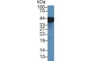 Western Blot; Sample: Rat Bladder lysate; Primary Ab: 1µg/ml Rabbit Anti-Rat UPK3A Antibody Second Ab: 0. (Uroplakin 3A antibody  (AA 15-212))