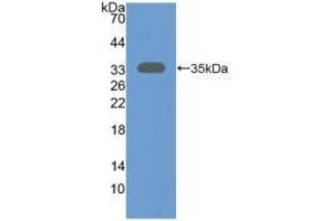 Western blot analysis of recombinant Human SIRT2. (SIRT2 antibody  (AA 65-340))