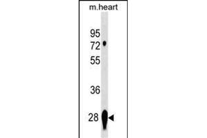 CNS2 Antibody (Center) 19354c western blot analysis in mouse heart tissue lysates (35 μg/lane). (CAPNS2 antibody  (AA 55-83))