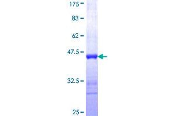 ICA1 Protein (AA 1-110) (GST tag)