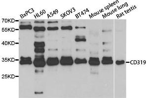 Western blot analysis of extracts of various cell lines, using SLAMF7 antibody. (SLAMF7 antibody)
