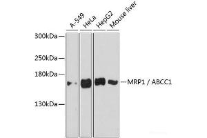 Western blot analysis of extracts of various cell lines using MRP1 / ABCC1 Polyclonal Antibody at dilution of 1:3000. (ABCC1 antibody)