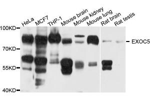 Western blot analysis of extract of various cells, using EXOC5 antibody. (EXOC5 antibody)