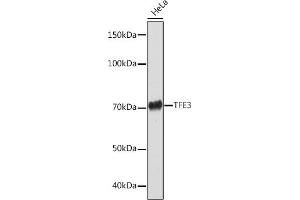 Western blot analysis of extracts of HeLa cells, using TFE3 Rabbit mAb (ABIN1683323, ABIN3015205, ABIN3015206 and ABIN7101320) at 1:1000 dilution. (TFE3 antibody)