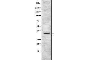 Western blot analysis of TAS2R4 using HT-29 whole cell lysates (TAS2R4 antibody  (Internal Region))