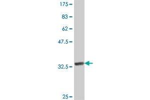 Western Blot detection against Immunogen (37. (USP12 antibody  (AA 69-168))