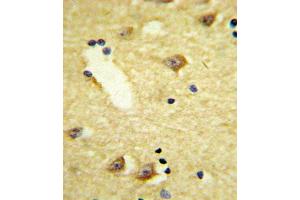 Immunohistochemistry (IHC) image for anti-Dopamine Receptor D4 (DRD4) antibody (ABIN3003899) (DRD4 antibody)