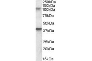 Western Blotting (WB) image for anti-Glutamate Receptor, Ionotropic, Kainate 3 (GRIK3) (AA 203-216) antibody (ABIN343069) (GRIK3 antibody  (AA 203-216))