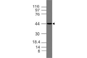 Image no. 1 for anti-Tumor Necrosis Factor (Ligand) Superfamily, Member 11 (TNFSF11) (AA 15-206) antibody (ABIN5027450) (RANKL antibody  (AA 15-206))