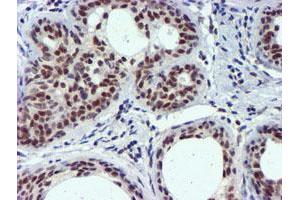 Image no. 8 for anti-Ubiquitin Specific Peptidase 7 (Herpes Virus-Associated) (USP7) antibody (ABIN1498592) (USP7 antibody)