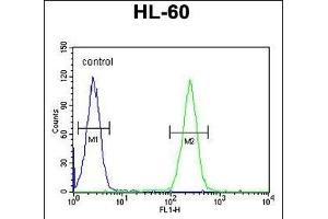 BCORL1 Antibody (N-term) (ABIN654801 and ABIN2844476) flow cytometric analysis of HL-60 cells (right histogram) compared to a negative control cell (left histogram). (BCORL1 antibody  (N-Term))