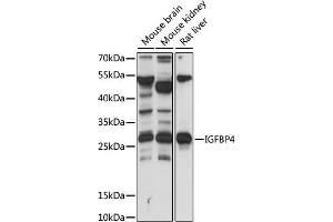 Western blot analysis of extracts of various cell lines, using IGFBP4 antibody (ABIN7267909) at 1:1000 dilution. (IGFBP4 antibody  (AA 178-258))