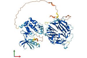 AlphaFold protein structure predicition of Human Recombinant NEK8 Protein, UniprotID Q86SG6 (NEK8 Protein (AA 1-692) (His tag))
