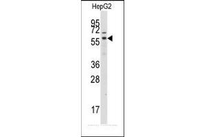 Image no. 2 for anti-G Protein-Coupled Receptor Kinase 7 (GRK7) (C-Term) antibody (ABIN360010) (GRK7 antibody  (C-Term))