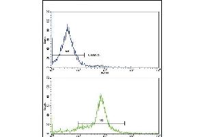 Flow cytometric analysis of 293 cells using GDF6 Antibody (C-term)(bottom histogram) compared to a negative control cell (top histogram). (GDF6 antibody  (C-Term))