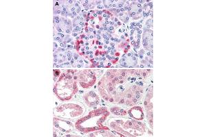 Immunohistochemical staining of human pancreas (A) and human kidney (B) with CADM4 polyclonal antibody . (Cell Adhesion Molecule 4 antibody  (Internal Region))