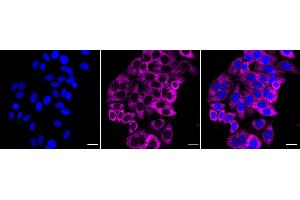 Immunocytochemical staining of HepG2 cells with Sphingosine-1-phosphate receptor 1 antibody (ABIN7800422), 1:1,000). (Recombinant S1PR1 antibody)