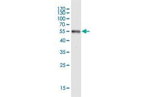 Western Blotting (WB) image for anti-Scavenger Receptor Cysteine Rich Domain Containing, Group B (4 Domains) (SRCRB4D) (AA 1-190) antibody (ABIN2565917)