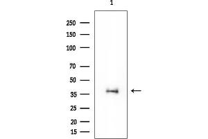 Western blot analysis of lysates from Rat brain, using PDHA1 Mouse Monoclonal Antibody at 1/1000 dilution.