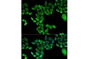 Immunofluorescence analysis of A-549 cells using FMO3 Polyclonal Antibody (FMO3 antibody)
