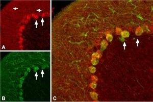 Expression of proBDNF in rat cerebellum - Immunohistochemical staining of rat cerebellum with Anti-proBDNF Antibody (ABIN7043558, ABIN7044753 and ABIN7044754). (Pro BDNF antibody  (Pro-Domain))