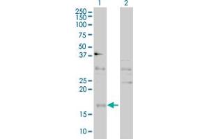 Western Blot analysis of CEBPG expression in transfected 293T cell line by CEBPG polyclonal antibody (A01).