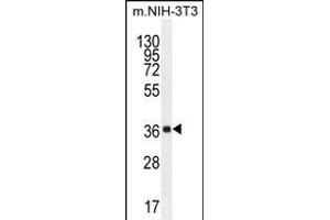 FC1 Antibody (Center) (ABIN655232 and ABIN2844836) western blot analysis in mouse NIH-3T3 cell line lysates (35 μg/lane). (ABHD17C antibody  (AA 92-121))