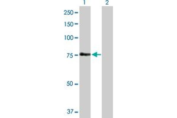 FEM1A anticorps  (AA 1-669)
