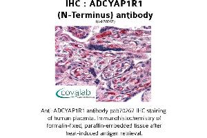 Image no. 1 for anti-Adenylate Cyclase Activating Polypeptide 1 (Pituitary) Receptor Type I (ADCYAP1R1) (Extracellular Domain), (N-Term) antibody (ABIN1731541)