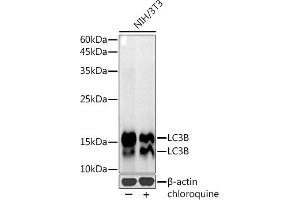 Western blot analysis of extracts of NIH/3T3 cells, using LC3B antibody (ABIN7268519) at 1:1000 dilution. (LC3B antibody)