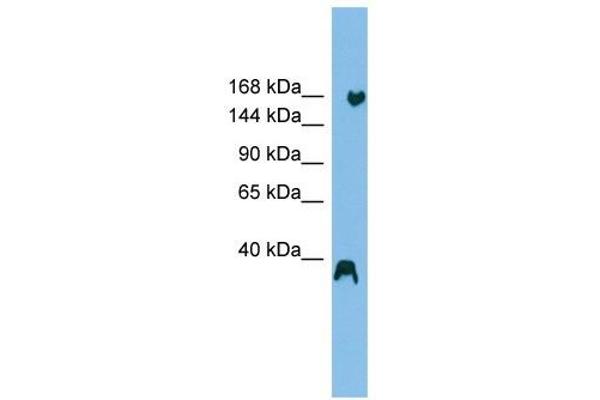 RNF160 antibody  (N-Term)