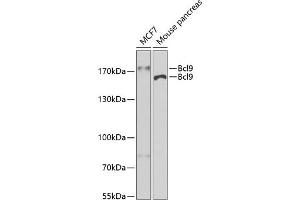 Western blot analysis of extracts of various cell lines, using Bcl9 antibody (ABIN6129972, ABIN6137514, ABIN6137515 and ABIN6222543) at 1:400 dilution. (BCL9 antibody)