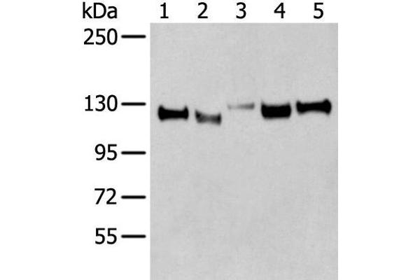 Contactin 1 antibody