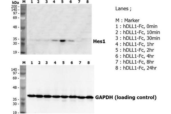 DLL1 Protein (AA 18-545) (Fc Tag)