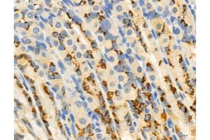 ABIN6264061 and ABIN6272973 at 1/100 staining Rat stomach tissue by IHC-P.
