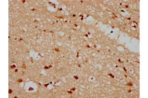IHC image of nforHU diluted at 1:20 and staining in paraffin-embedded human brain tissue performed on a Leica BondTM system. (HIST1H1C antibody  (AA 100-112))