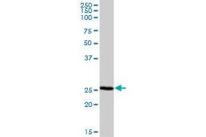 NRBF2 MaxPab polyclonal antibody. (NRBF2 antibody  (AA 1-287))