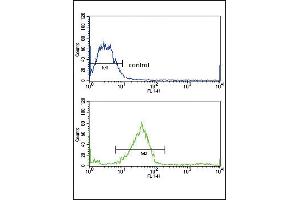 GALNT3 Antibody (Center) (ABIN653156 and ABIN2842724) flow cytometric analysis of MCF-7 cells (bottom histogram) compared to a negative control cell (top histogram). (GALNT3 antibody  (AA 454-481))