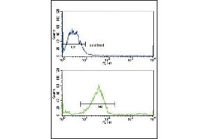 GALNT3 Antibody (Center) (ABIN653156 and ABIN2842724) flow cytometric analysis of MCF-7 cells (bottom histogram) compared to a negative control cell (top histogram). (GALNT3 antibody  (AA 454-481))