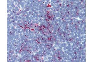 Anti-SENP1 antibody IHC of human thymus. (SENP1 antibody  (AA 28-59))